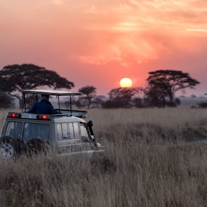 Bandipur national park tour from Bangalore